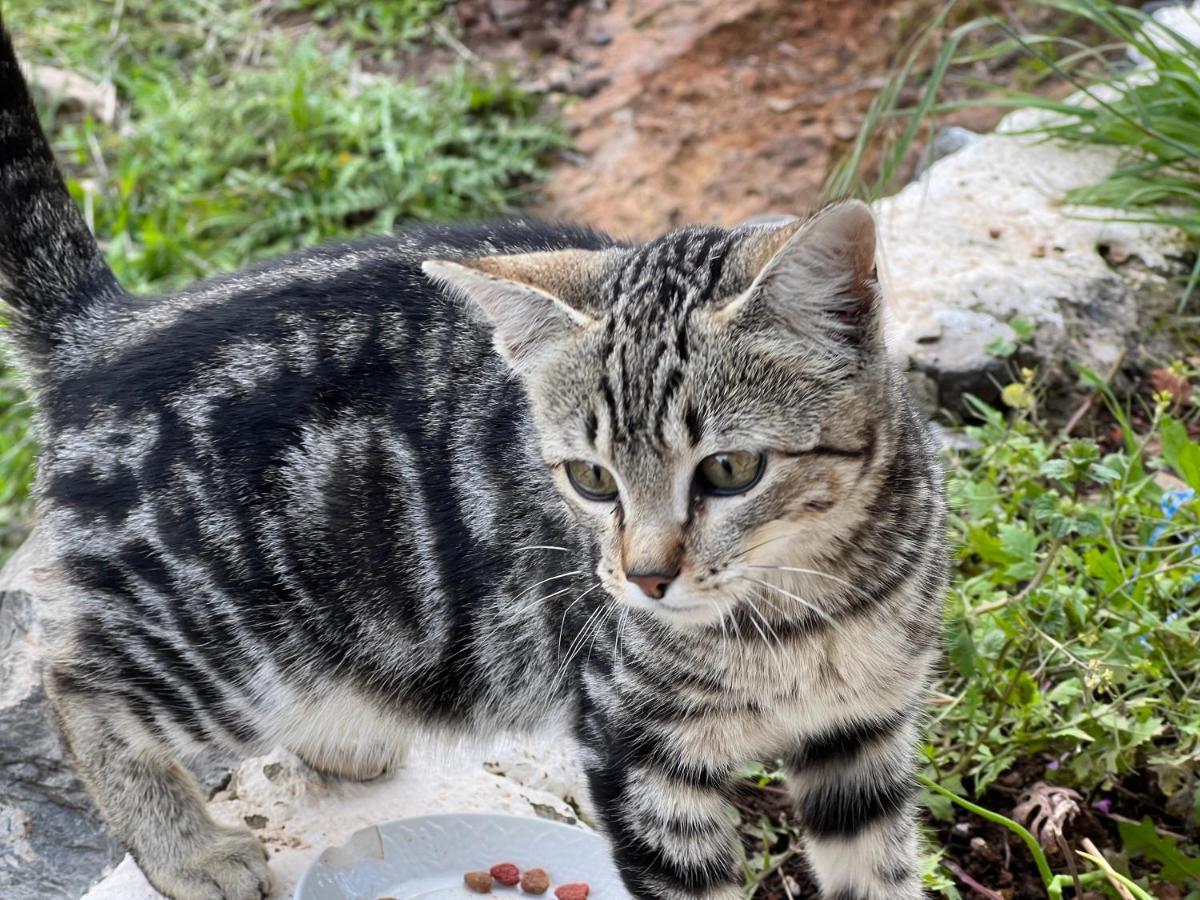 Fincasol San Sebastián de la Gomera Εξωτερικό φωτογραφία